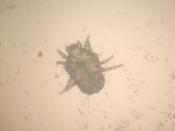 Cheyletiella unterm Mikroskop