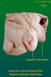 Doppelte Gallesblase beim Rind