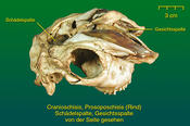 Schädel- und Gesichtsspalte - Präparat 2 weitere Ansicht