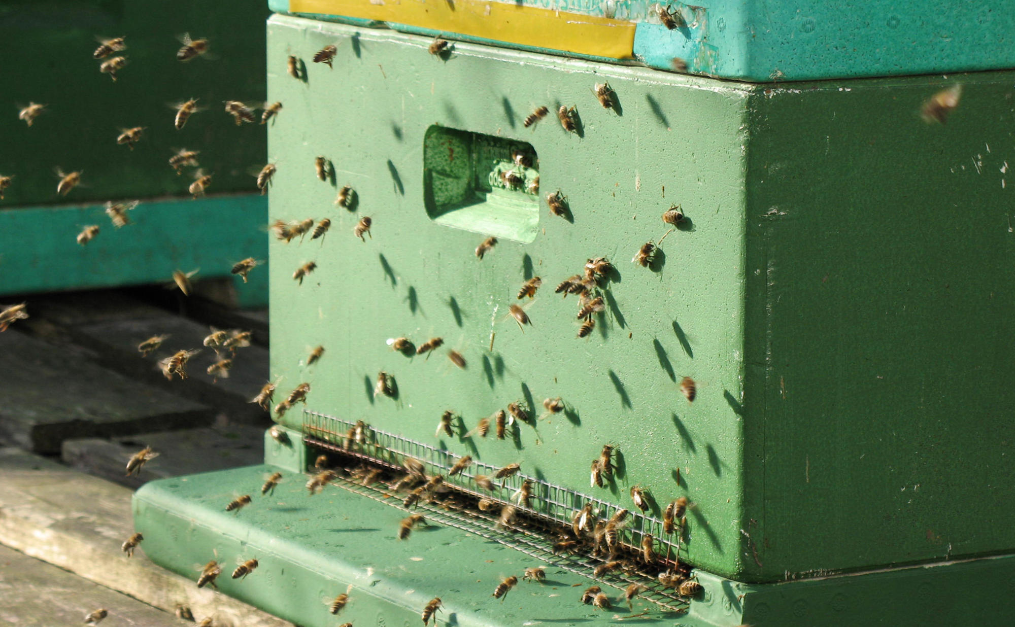 Bienen Februar 2011 031