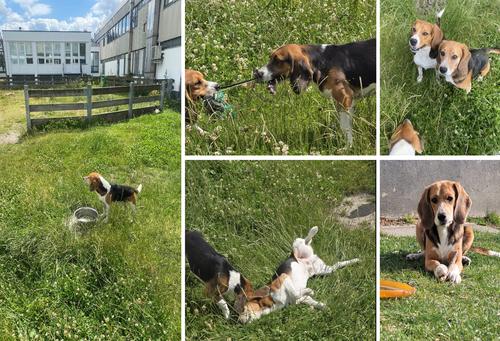 But it is also true that all dogs have the opportunity to run around in our green courtyard every day. And it is also true that we have many volunteer veterinary students who regularly walk the dogs!