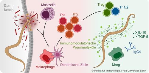 Abb. 1: Infektionen mit parasitischen Würmern regulieren die Immunantwort infizierter Wirte.