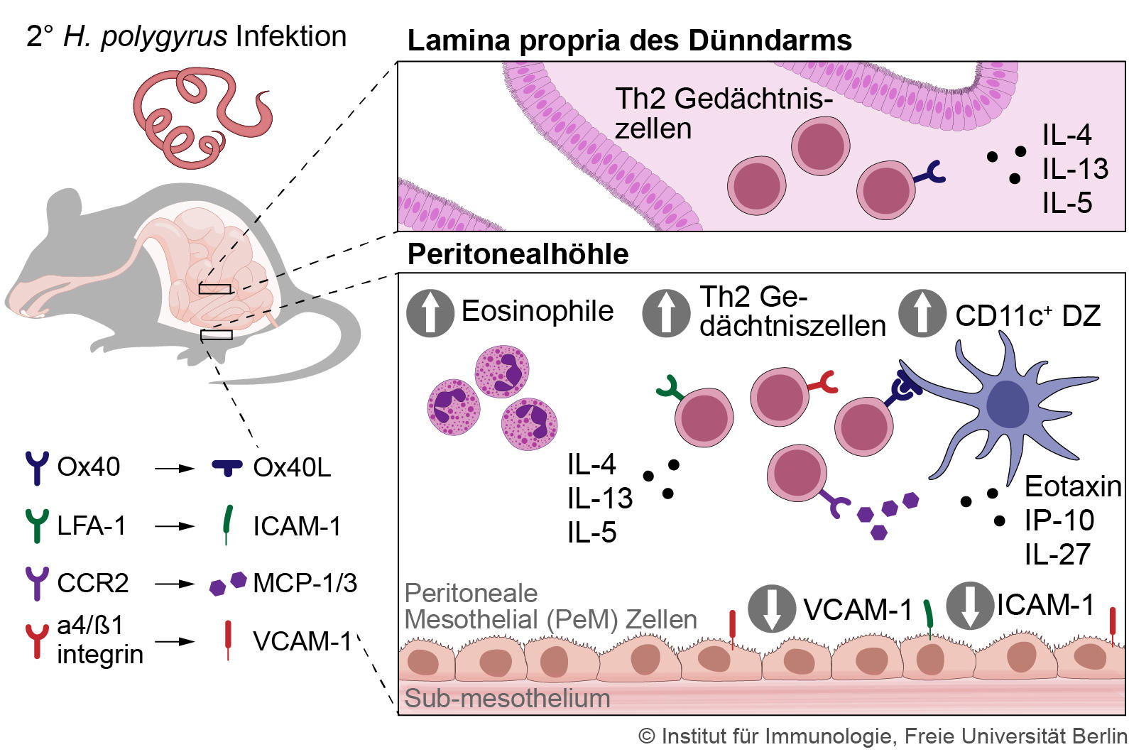 Abb. 1 Überblick der Verteilung von Th2 Gedächtniszellen im Dünndarm und dem Peritoneum nach Primärinfektion sowie deren Rekrutierung aus dem Peritoneum in den Darm nach Sekundärinfektion mit dem Dünndarmnematoden H. polygyrus (Yordanova et al. 2022)