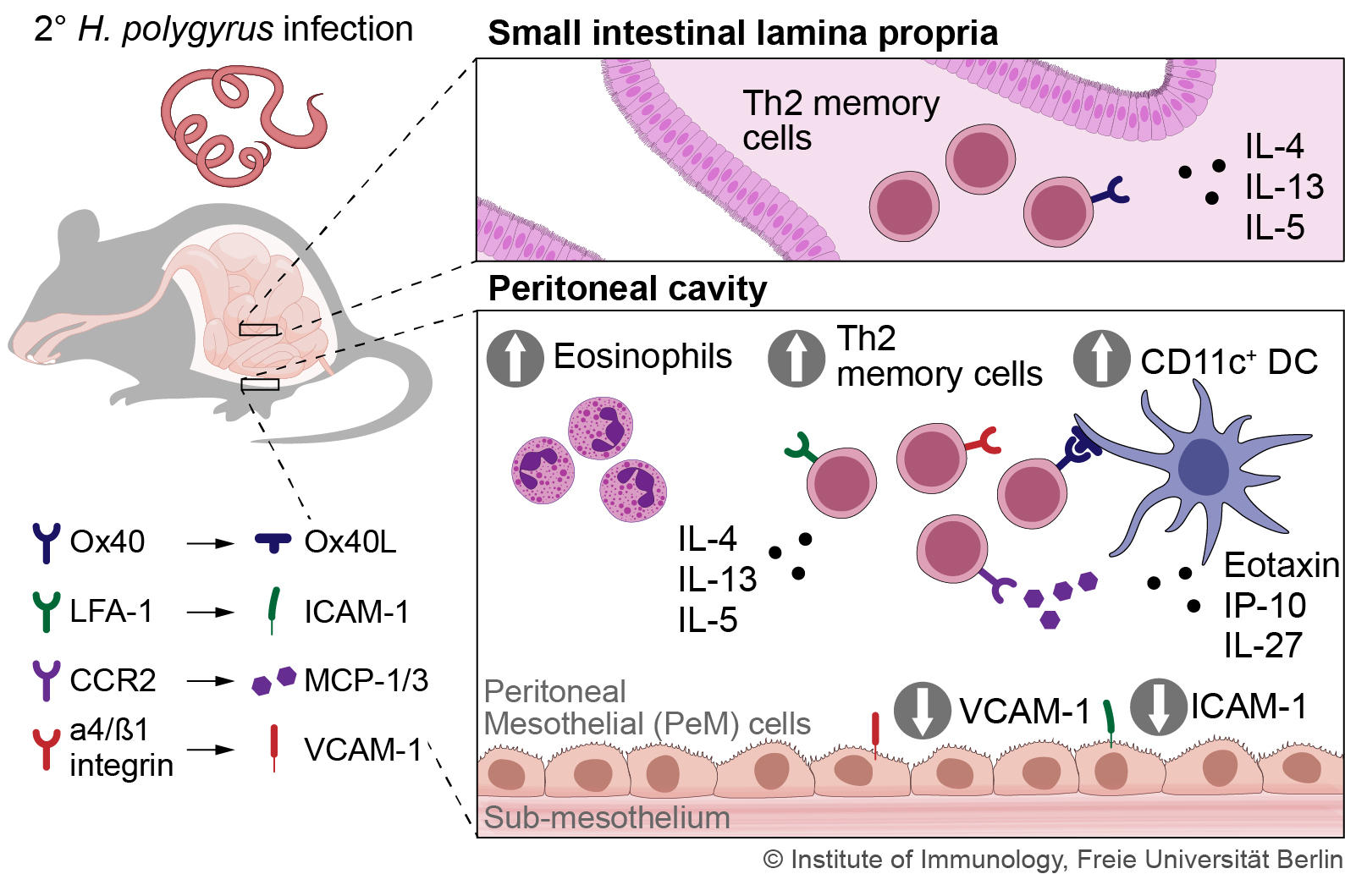 Fig.1 Overview of the distribution of Th2 memory cells in the small intestine and the peritoneum after primary infection and recruitment of the memory cells from the peritoneum after secondary infection with the small intestinal nematode H. polygyrus