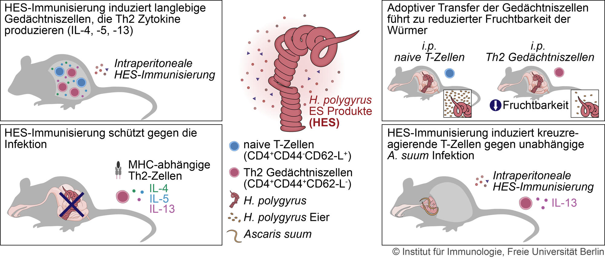 Abb. 2. Immunantworten durch Immunisierung mit entlassenen Nematoden Produkte (Yordanova et al. 2023)