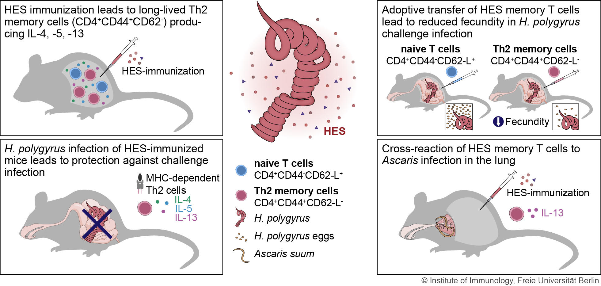 Fig. 2 Immune responses in response to immunization with released nematode products (Yordanova et al. 2023)