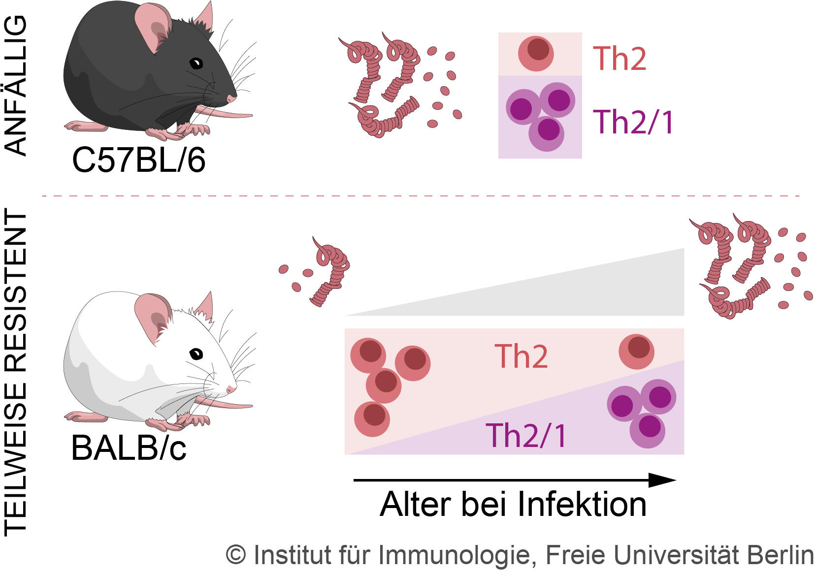 Abb. 1: Effekte des Alterns auf die Immunantwort gegen Nematoden (Kapse et al. 2022)