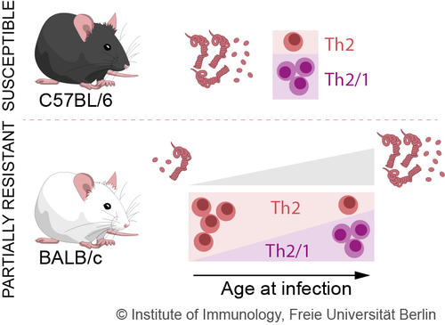 Fig. 1: Effects of ageing on the immune response against nematodes (Kapse et al. 2022)
