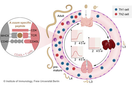Fig. 2 T cell response during the course of an A. suum infection in the pig (Oser et al. 2024)
