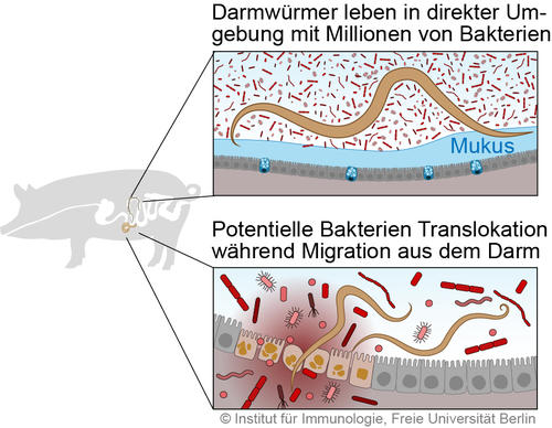 Abb 1: Interaktion von Nematoden mit der bakteriellen Mikrobiota des Schweinedarms