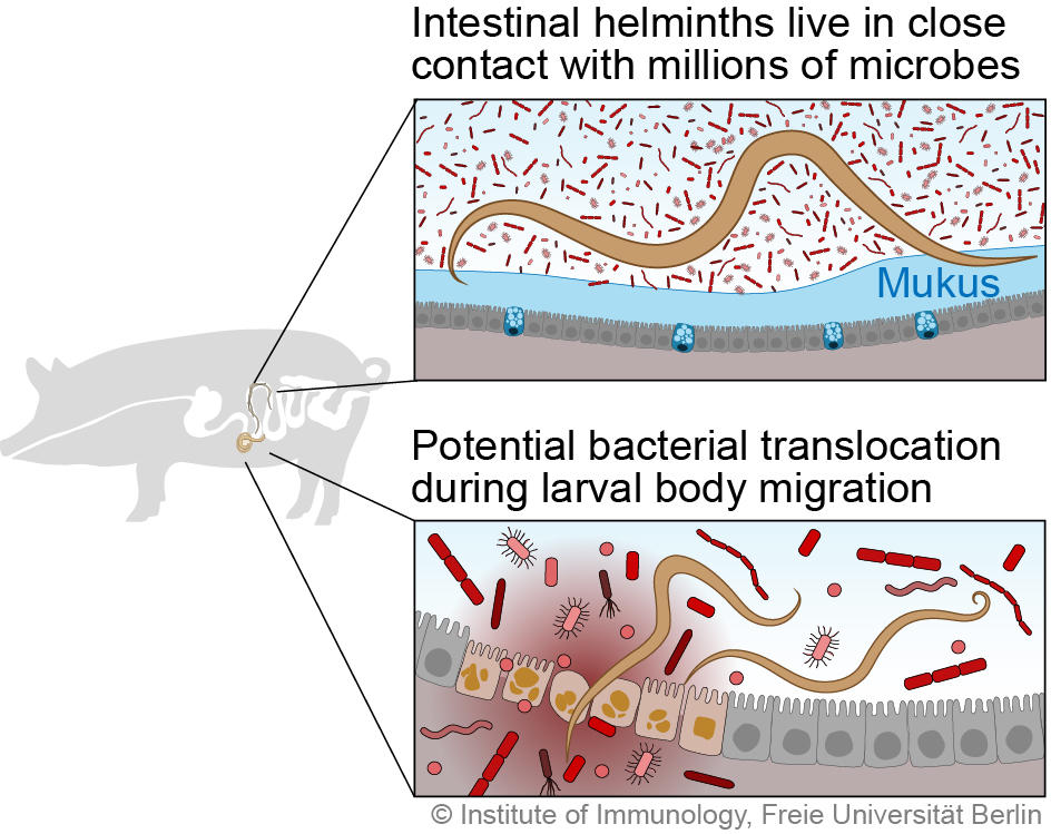 Fig 1: Interaction of nematodes with the bacterial microbiota in the pig intestine