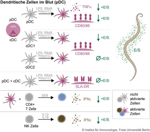 Abb. 1 Sekretierte Produkte der Nematoden verändern die Reaktivität verschiedener Subtypen porziner dendritischer Zellen, wichtiger Antigen-präsentierende Zellen (Hamid et al., 2022)