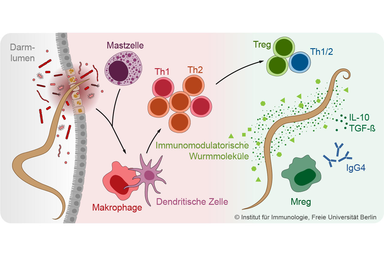 5_Immunantwort