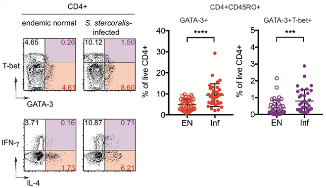 Abb. 2 Th2/1 Hybridzellen in Strongyloides stercoralis-infizierten Patienten aus Südindien. Exemplarische Plots der GATA-3 und T-bet Expression (oben links) und IL-4 sowie IFN-Produktion (unten links) von CD4+CD45RO+ Effektor-/Memory-T Zellen eines