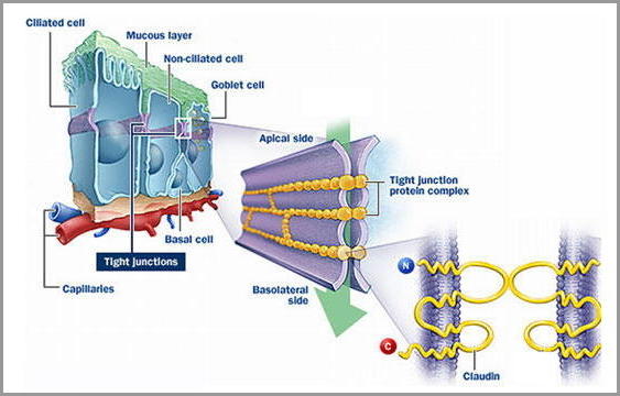 Epithelial barrier research